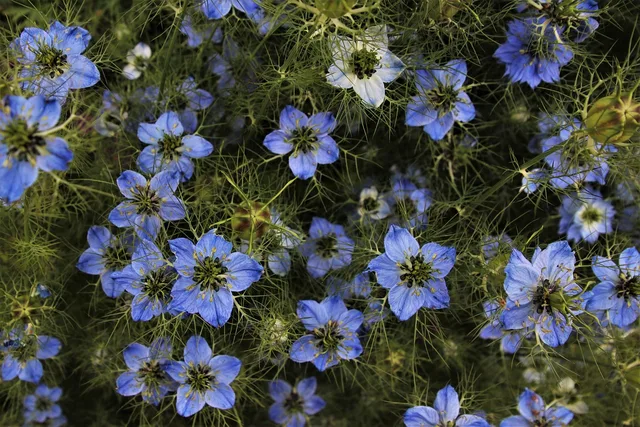 czarnuszka, kærlighed-in-a-tåge, pigen i grøn, blå, damascena, kronblad, blød, flora, haven, vækst, blomstermotiver, miljøet, natur, planter, botanisk, naturlig, korn, blomstrende, botanik, kronblade, lugt, eng, meadow, resten, sort spidskommen. Hvad skal en erhvervslejekontrakt indeholde?